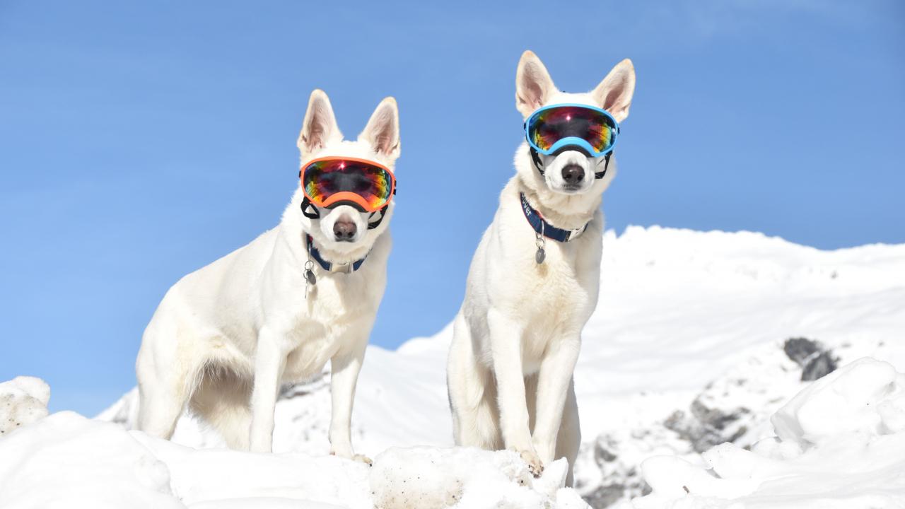 Rettungshunde Zwei weiße Schäferhunde mit Schneebrille im Schnee