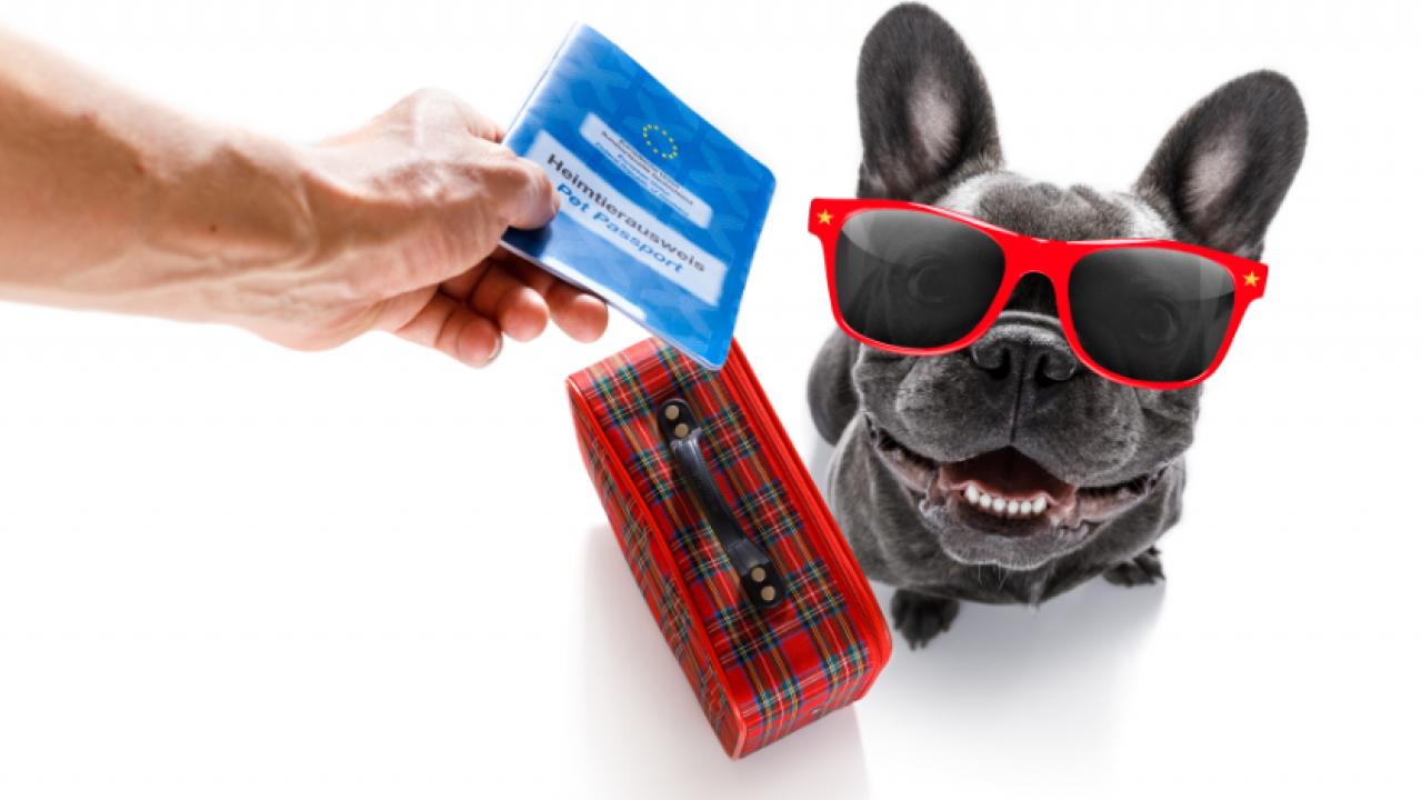 einreisebestimmungen fur die reise mit hund vawidoo