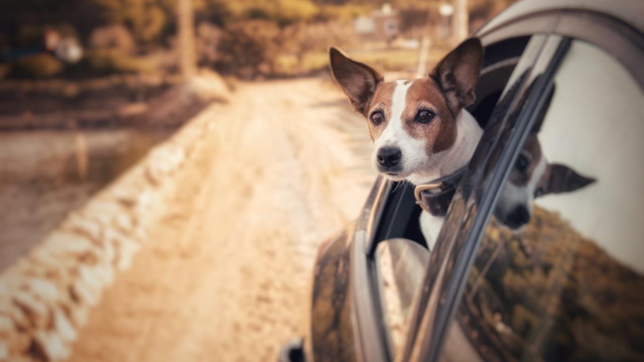 7 tipps gegen reisekrankheit bei hunden vawidoo