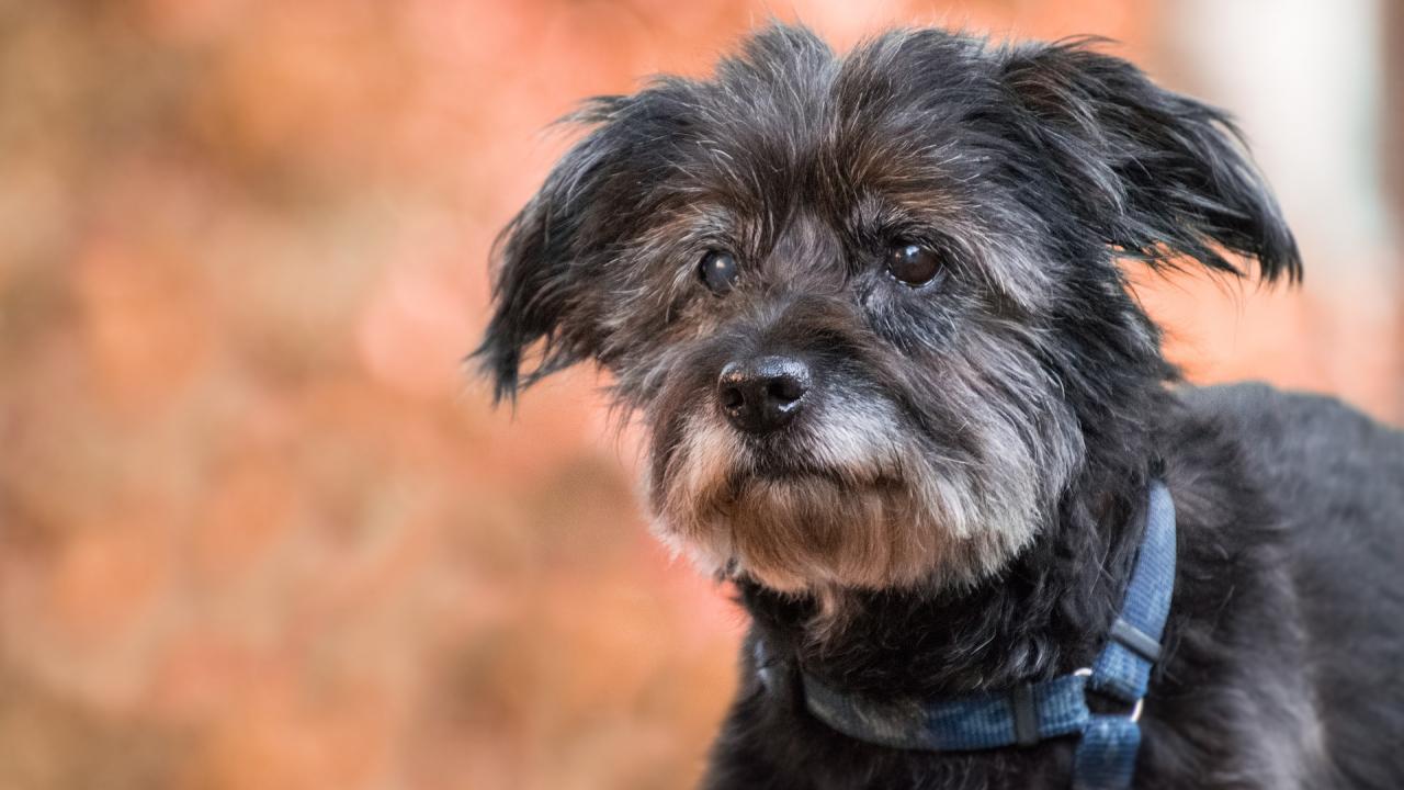 Verreisen mit älterem Hund ist möglich, nur anders