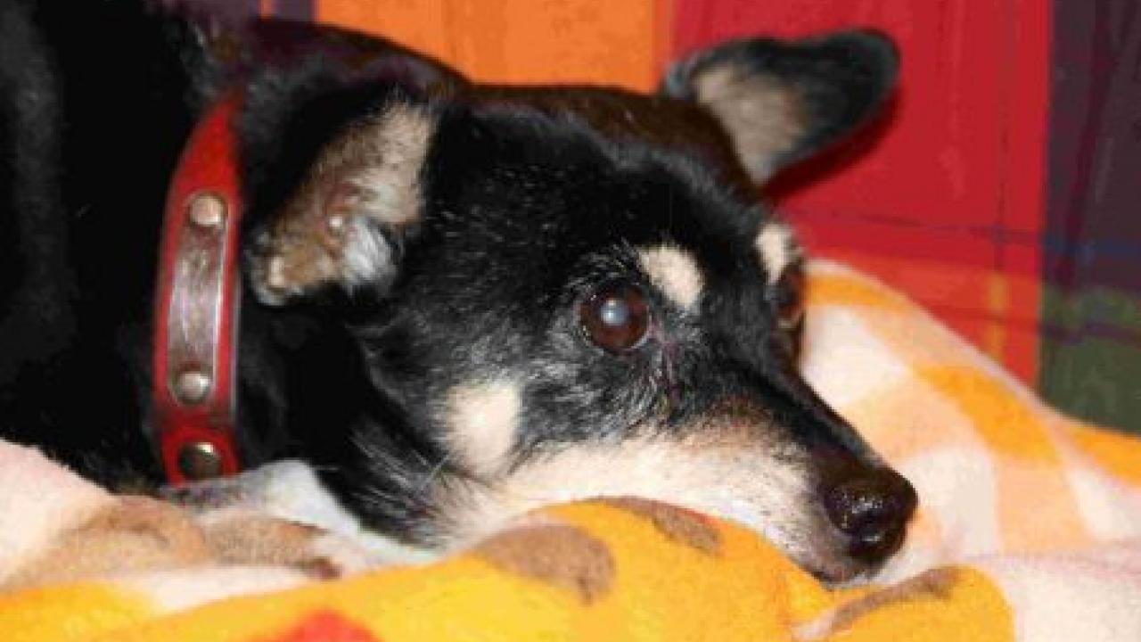 Die ältere Hundedame Bella freut sich schon auf Ihren Urlaub in Griechenland