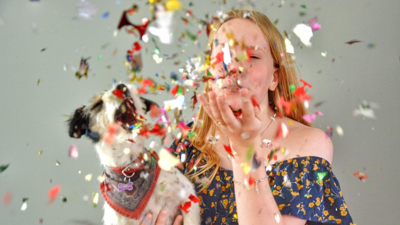 entspanntes silvester mit hund wie geht das vawidoo