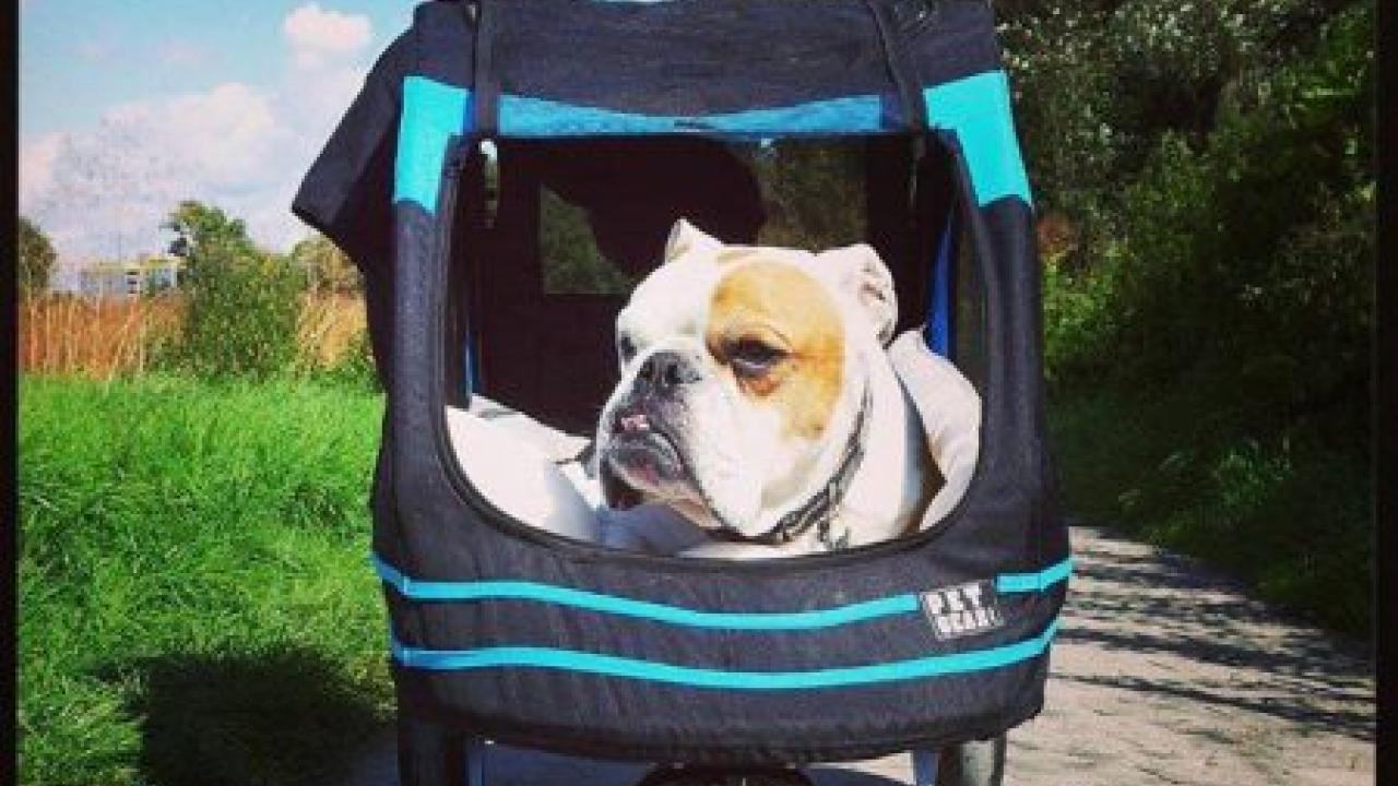 Englische Bulldogge Rubeus fühlt sich sehr wohl im Hundebuggy :) Englische Bulldogge Rubeus im Hundebuggy Petgear