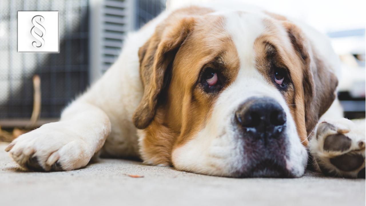 Der Streit um den Hund ist im Falle einer Trennung oft vorprogrammiert Der Scheidungshund - wie verhalte ich mich am besten im Falle einer Trennung