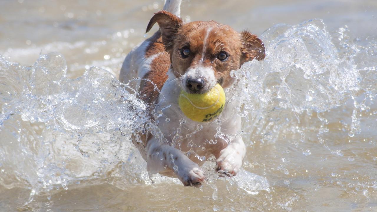 Woran erkennst Du eine Wasservergiftung und was kannst Du tun? Wasservergiftung bei Hunden
