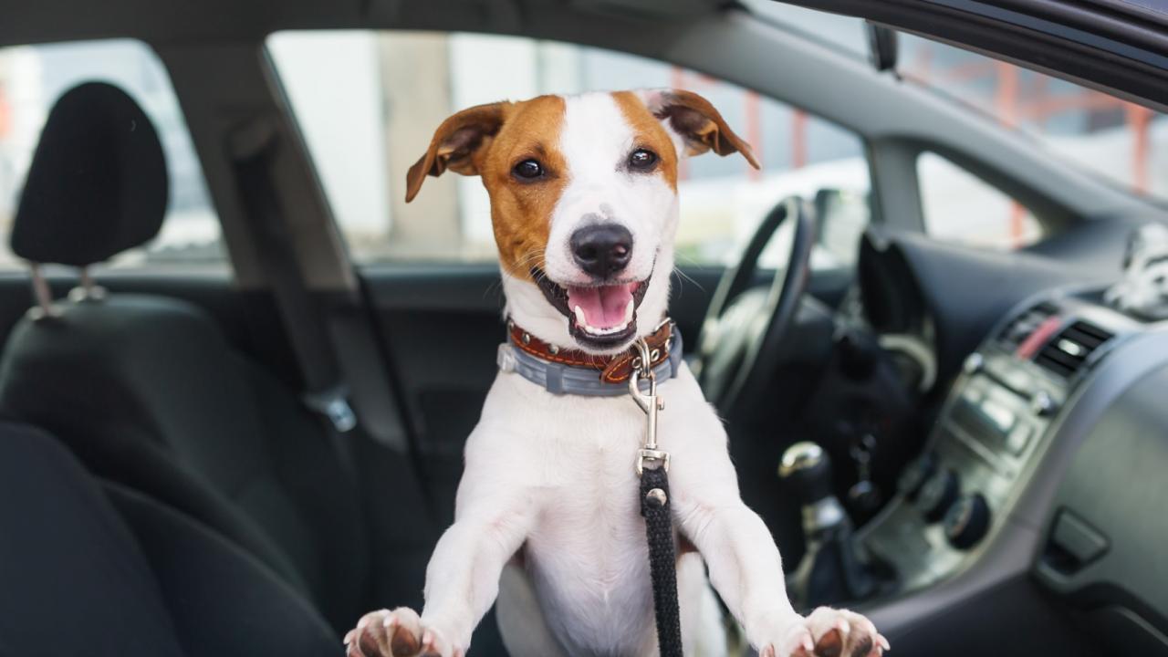 Tipps, Ratschläge und Guidelines für den gesündesten Urlaub mit Hund