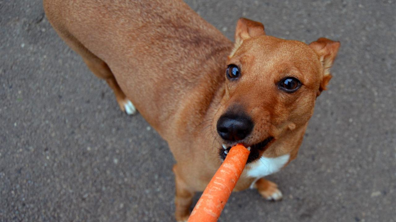 Nachhaltigkeit kommt immer mehr bei Hundefreunden an