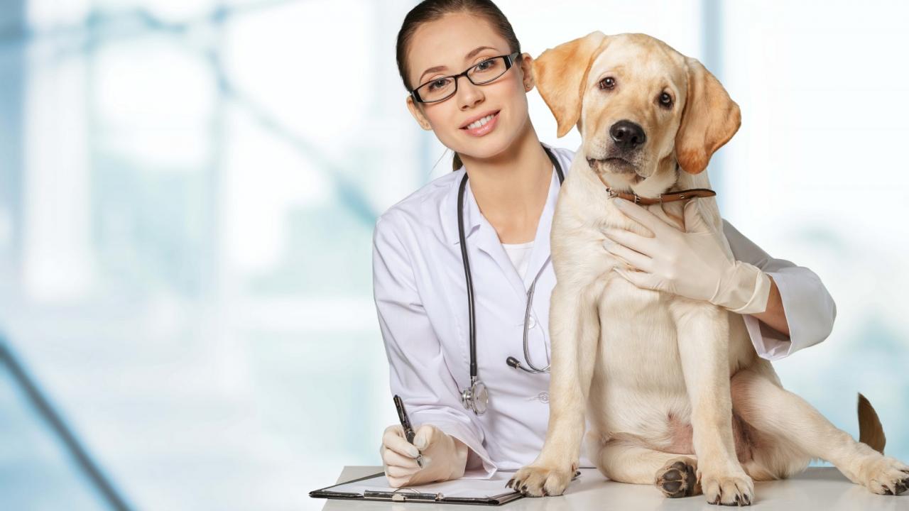 Welche Krankheiten kann sich mein Hund im Urlaub einfangen