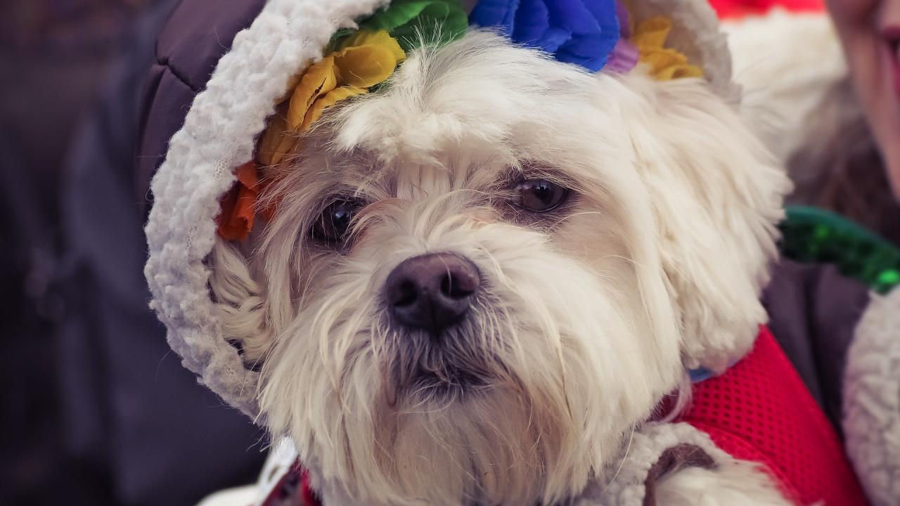 Hund im Karneval Hund im Karneval
